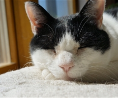 猫写真