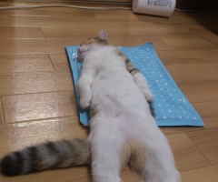 猫写真