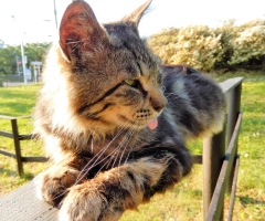 猫写真