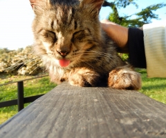 猫写真