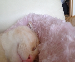 猫写真
