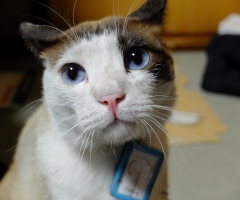 ネコ写真