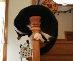 ネコ写真