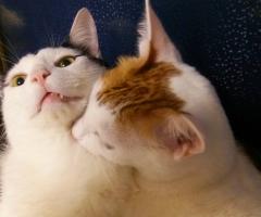 ネコ写真