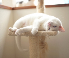 猫写真