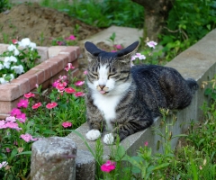 猫写真