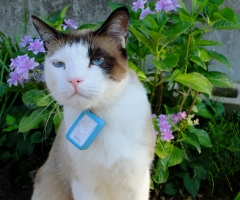 猫写真