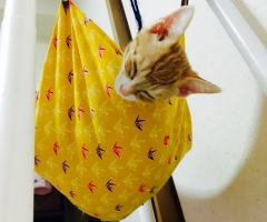 猫写真