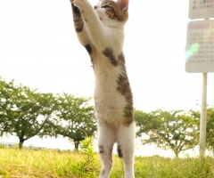 猫写真