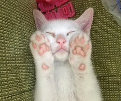 猫写真