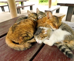 猫写真