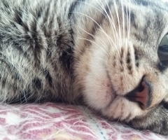 ネコ写真