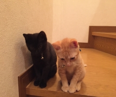 猫写真