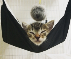 猫写真