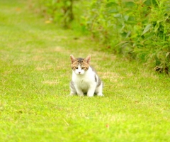 ネコ写真