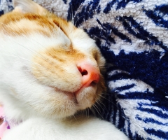 ネコ写真