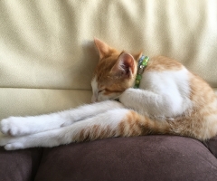 ネコ写真