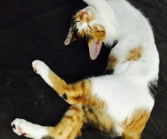 ネコ写真