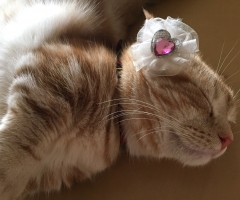 ネコ写真
