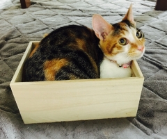 ネコ写真