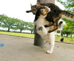 ネコ写真