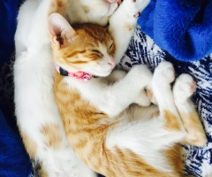 ネコ写真