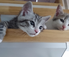 ネコ写真