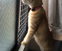 ネコ写真