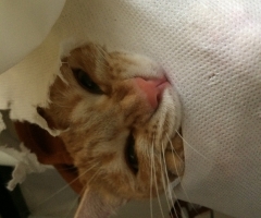 ネコ写真