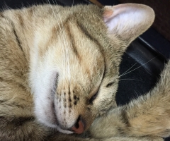 ネコ写真