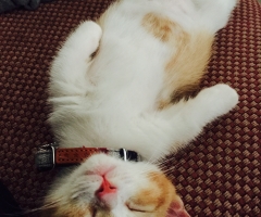ネコ写真