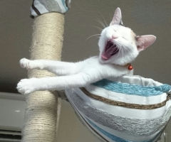 ネコ写真