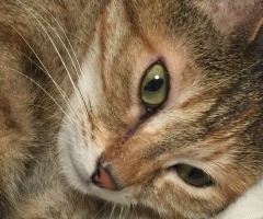 ネコ写真