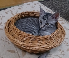 ネコ写真