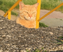 ネコ写真