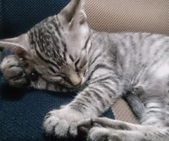 ネコ写真