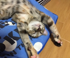 ネコ写真