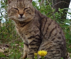 ネコ写真