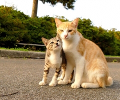 ネコ写真