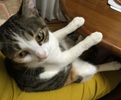 ネコ写真