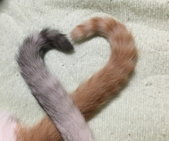 ネコ写真