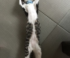 ネコ写真