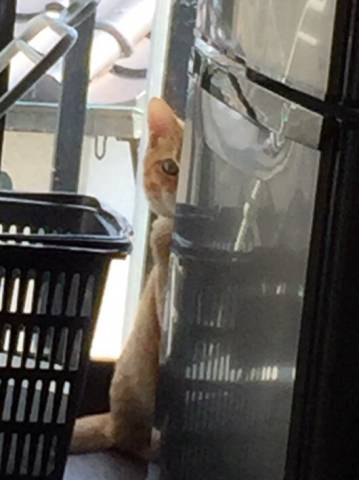 家政婦は見た かわいい猫写真 猫画像の投稿サイト ネコジルシ