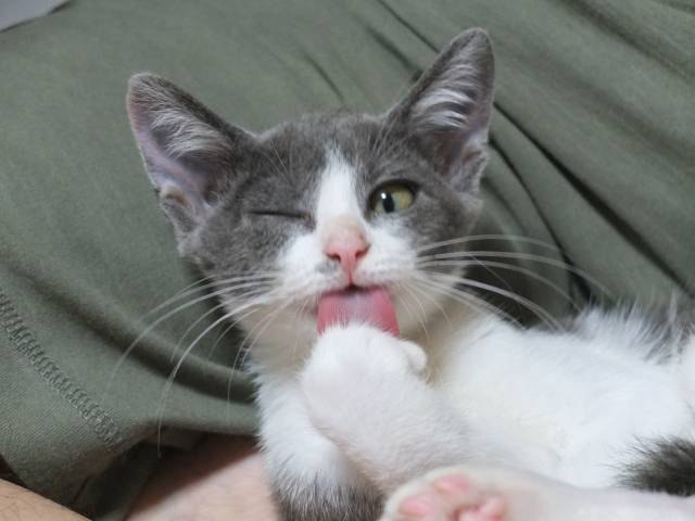 ウインク かわいい猫写真 猫画像の投稿サイト ネコジルシ