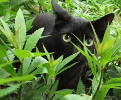 ネコ写真