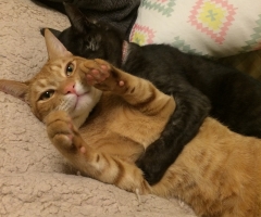 ネコ写真
