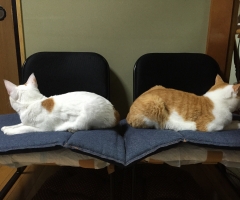 ネコ写真