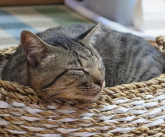 ネコ写真