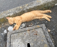 ネコ写真