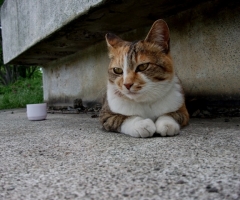 ネコ写真